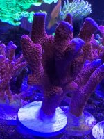 IMG_5190.jpeg