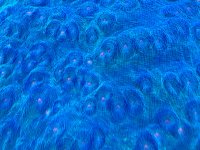 IMG_9729.jpeg