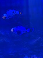 IMG_9758.jpeg