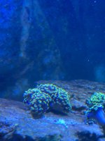 IMG_0618.jpeg