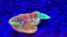 IMG_3654.jpeg
