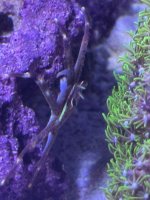 IMG_2489.jpeg