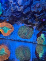 IMG_5652.jpeg