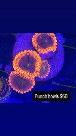 0AB8AF55-86E8-43B1-B509-57689A851F8B.jpeg