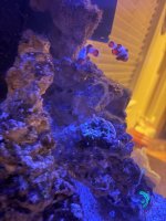 IMG_0210.jpeg