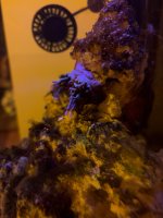 IMG_0193.jpeg
