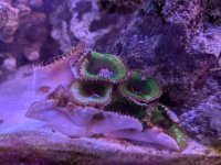PXL_20260402_233706040.MP.jpg