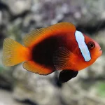 Cinnamon Clown - 55 .webp