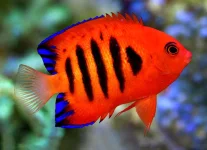 Flame Angel (Centropyge loriculus) - 100 .webp