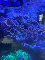 IMG_0295.jpeg