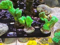 IMG_4396.jpeg