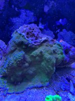 IMG_3619.jpeg