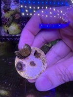 IMG_0318.jpeg