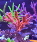 IMG_1001.jpeg