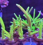IMG_0999.jpeg