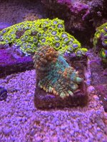 IMG_5232.jpeg