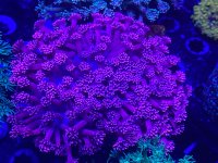 IMG_1169.jpg