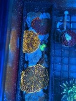 IMG_6158.jpeg