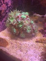 IMG_0585.jpeg