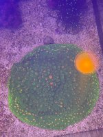 IMG_0590.jpeg