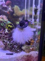 IMG_2517.jpeg