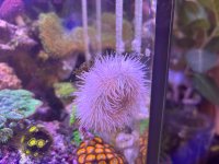 IMG_2515.jpeg