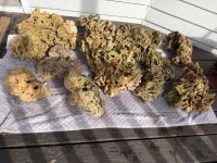 IMG_1182.jpeg