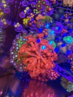 IMG_0135.jpeg