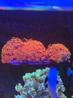 IMG_0126.jpeg
