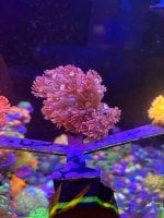 IMG_0124.jpeg