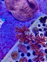 AquaCam_1460F96C.jpeg