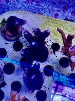 AquaCam_8CE6D11A.jpeg