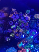 IMG_1785.jpeg