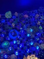 IMG_1784.jpeg