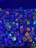 IMG_1782.jpeg