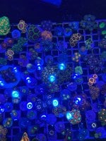 IMG_1776.jpeg