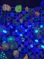 IMG_1775.jpeg