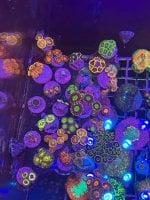 IMG_1773.jpeg
