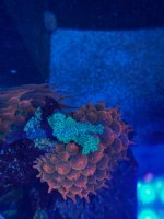 IMG_5178.jpeg