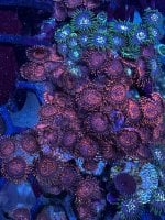 IMG_5186.jpeg