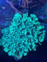 IMG_5190.jpeg