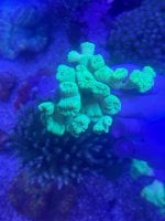 IMG_0685.jpeg