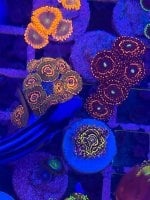 IMG_0267.jpeg