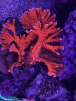 IMG_4248.jpeg