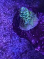 IMG_4251.jpeg