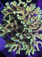 IMG_4255.jpeg