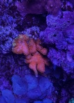 IMG_4262.jpeg