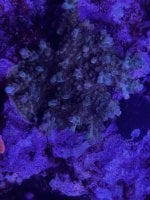 IMG_4259.jpeg