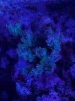 IMG_4252.jpeg