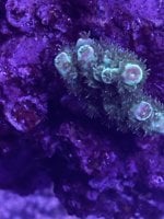 IMG_4249.jpeg